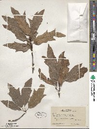 Quercus heterophylla image