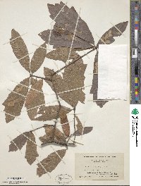 Quercus heterophylla image