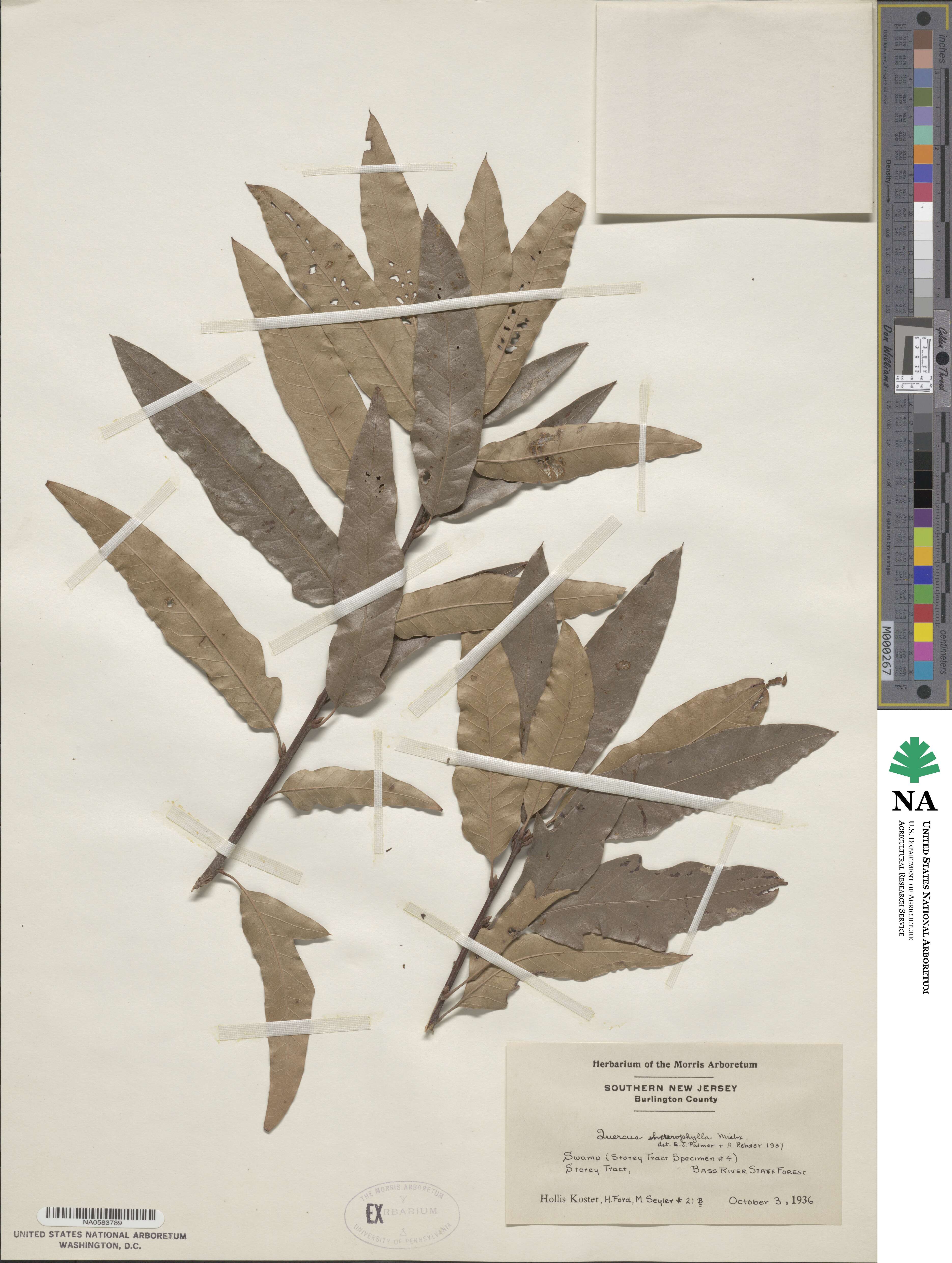 Quercus heterophylla image