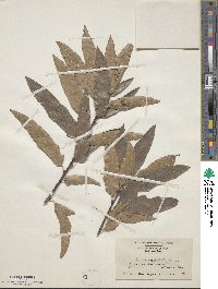 Quercus heterophylla image