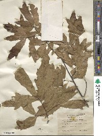 Quercus heterophylla image