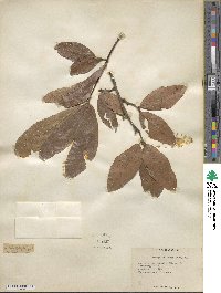 Quercus heterophylla image