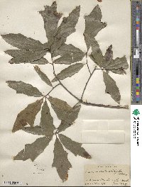 Quercus heterophylla image