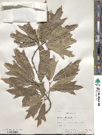 Quercus heterophylla image