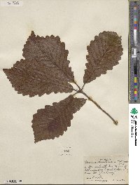 Quercus michauxii image