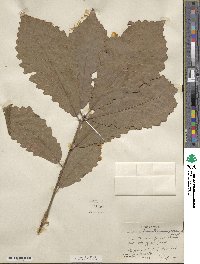 Quercus michauxii image