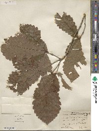 Quercus michauxii image