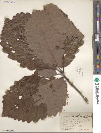 Quercus michauxii image