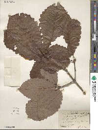 Quercus michauxii image