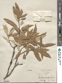 Quercus hypoleuca image