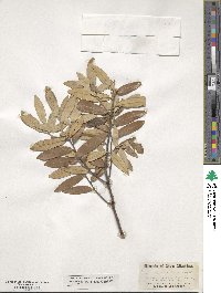 Quercus hypoleuca image