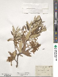 Quercus hypoleuca image