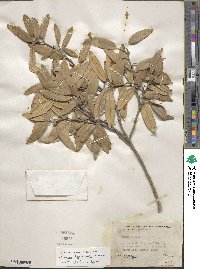 Quercus hypoleucoides image