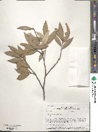 Quercus hypoleucoides image