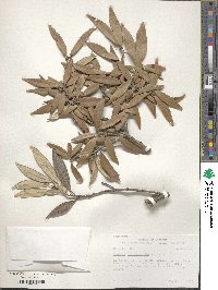 Quercus hypoleucoides image