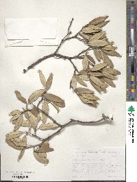 Quercus hypoleucoides image