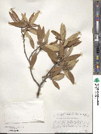 Quercus hypoleucoides image