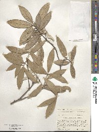 Quercus hypoleucoides image