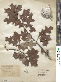 Quercus ilicifolia image