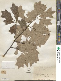 Quercus ilicifolia image