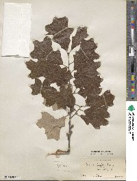 Quercus ilicifolia image