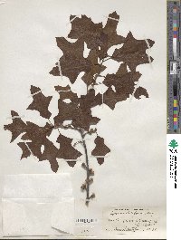 Quercus ilicifolia image