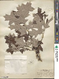 Quercus ilicifolia image