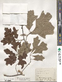 Quercus ilicifolia image