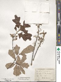 Quercus ilicifolia image