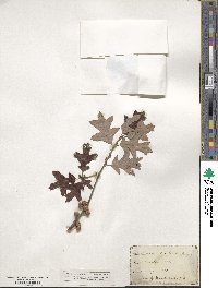 Quercus ilicifolia image