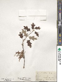 Quercus ilicifolia image