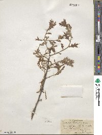 Quercus ilicifolia image