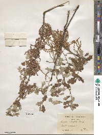 Quercus ilicifolia image