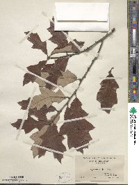 Quercus ilicifolia image