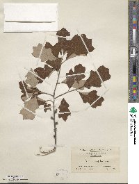 Quercus ilicifolia image