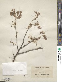 Quercus ilicifolia image