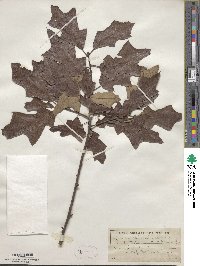 Quercus ilicifolia image