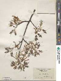 Quercus ilicifolia image