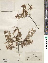 Quercus ilicifolia image