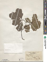 Quercus ilicifolia image