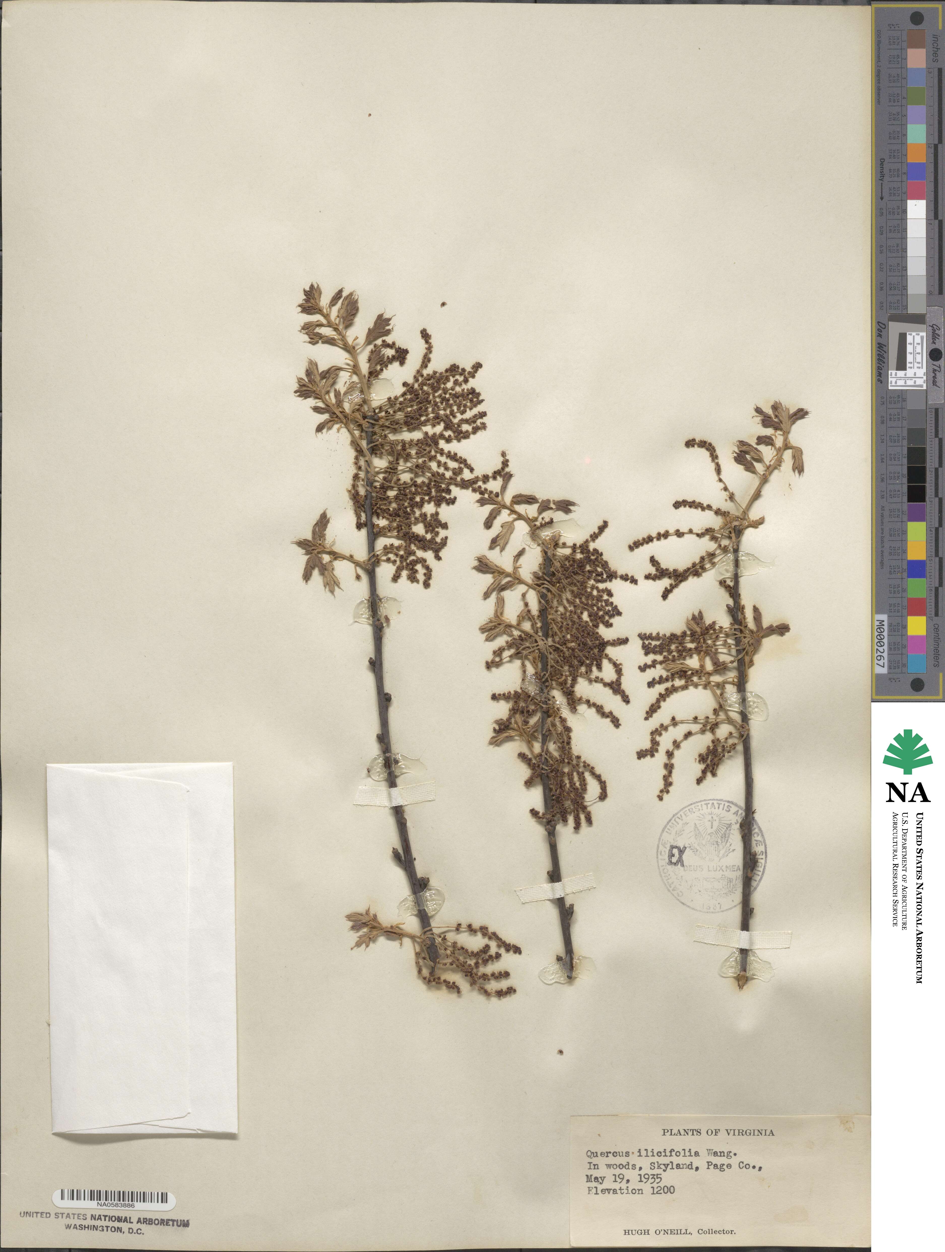 Quercus ilicifolia image