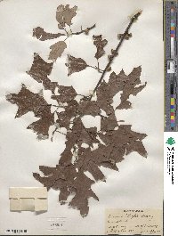 Quercus ilicifolia image