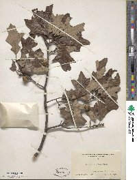 Quercus ilicifolia image