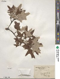 Quercus ilicifolia image