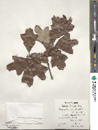 Quercus ilicifolia image