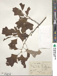 Quercus ilicifolia image