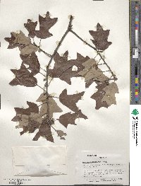 Quercus ilicifolia image