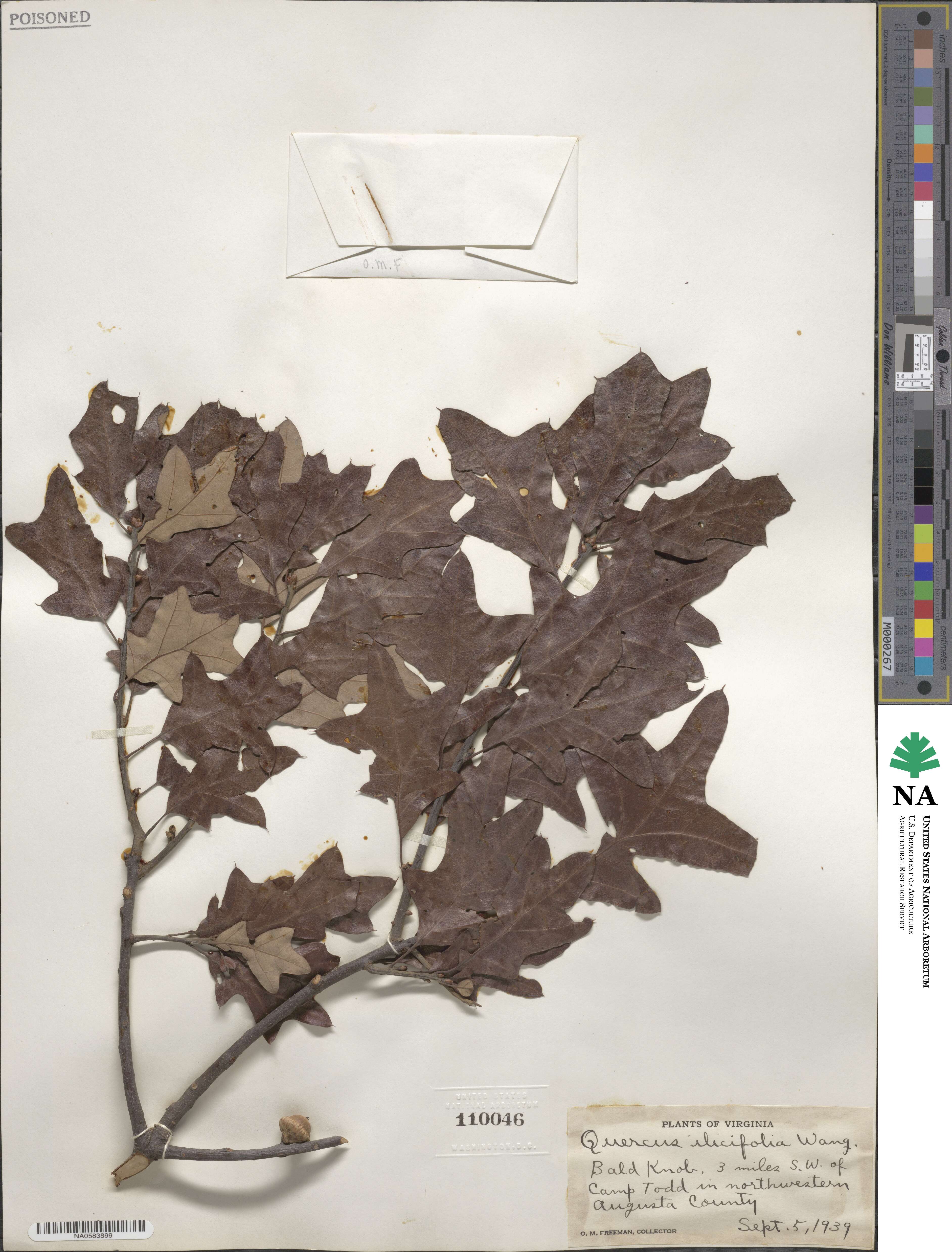 Quercus ilicifolia image