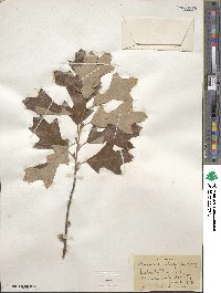 Quercus ilicifolia image