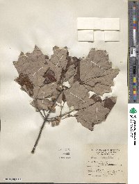 Quercus ilicifolia image